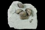 Multiple Fossil Brachiopod (Hebertella) Plate - Indiana #136501-1